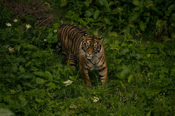 Comment planifier une expédition pour observer les tigres du Bengale en Inde ?